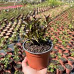 Hortenzia kalinolistá (Hydrangea macrophylla) ‘SALSA’® - výška 10-15 cm, kont. C1,5L 
